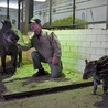  Ryszard Szymikowski od ponad 20 lat zajmuje się zwierzętami w gdańskim zoo. Na zdjęciu z tapirzycą Kluską oraz jej nowo narodzoną córeczką  