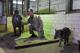  Ryszard Szymikowski od ponad 20 lat zajmuje się zwierzętami w gdańskim zoo. Na zdjęciu z tapirzycą Kluską oraz jej nowo narodzoną córeczką  