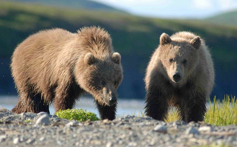 Bieszczady: Niedźwiedź pogryzł człowieka