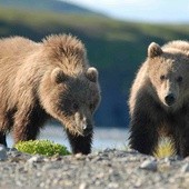 Bieszczady: Niedźwiedź pogryzł człowieka