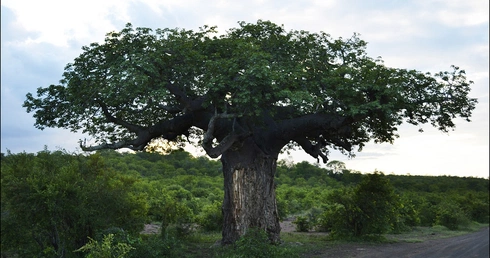 Przedszkole "pod baobabem"