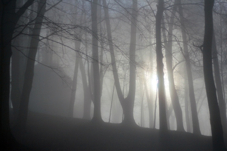 Mgła i światło na Górze Oliwnej w Porębie