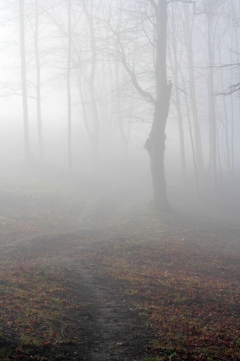 Mgła i światło na Górze Oliwnej w Porębie