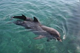 400 martwych delfinów na plażach