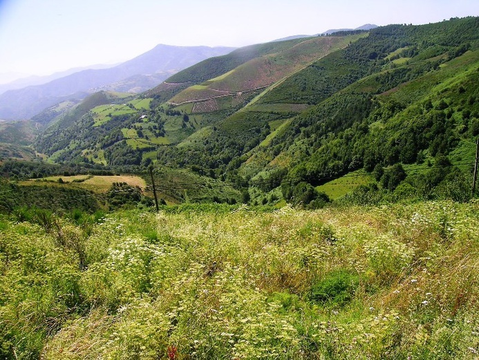 Camino Aragońskie i Francuskie