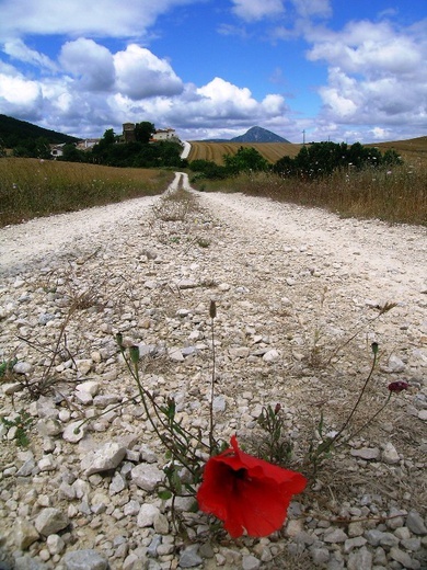 Camino Aragońskie i Francuskie