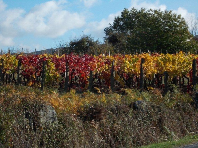 Camino Fonseca