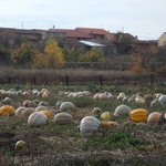 Camino Fonseca