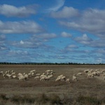 Camino Fonseca