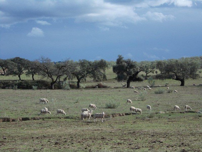 Camino La Plata