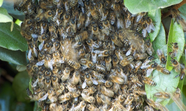 Skazana za masowe wyginięcie pszczół
