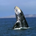 1000 wielorybów