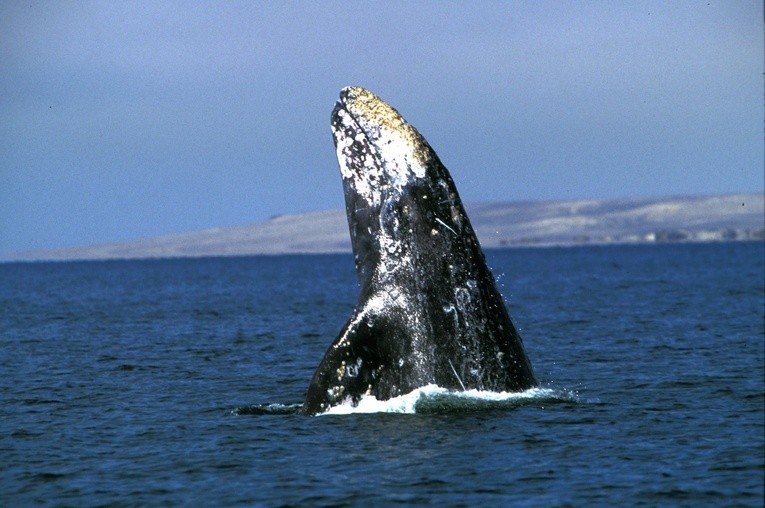 1000 wielorybów
