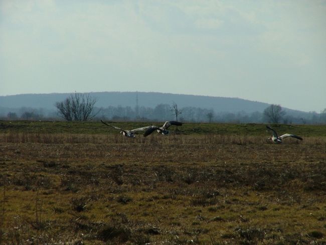 Gęsi w delcie Warty