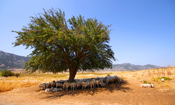 Samaria
