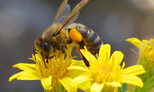W związku z wcześniejszym ożywieniem, które zapanowało w ulach, pszczelarze powinni zajrzeć do pszczół i sprawdzić, jakim zapasem pokarmu dysponują