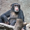 Naukowcy: szympansy "budują zdania"