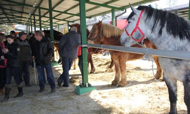 W tym roku dla koni wystawionych na sprzedaż przygotowano specjalne wiaty i boksy