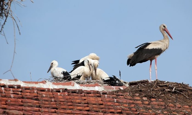 Polscy przyrodnicy bronią bocianów w Libanie