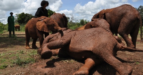 Duchowni bronią słoni