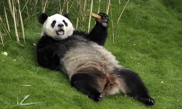 Panda ma wolne