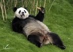 Panda ma wolne