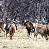 Muflony są dziś nieodzownym elementem  fauny Gór Sowich