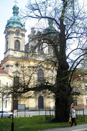 Wiekowa lipa przed świątynią. Samorządowcy gminy chcą, aby naukowcy potwierdzili legendę o jej udziale w śmierci Henryka Pobożnego