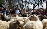 Owce poświęcone, czas na wypas