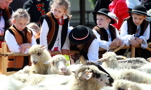 Redyk owiec w Bieszczadach i Beskidzie Niskim