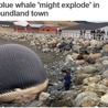 Czy wieloryb wybuchnie?