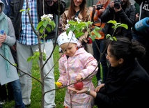 Ekspresowa jabłonka