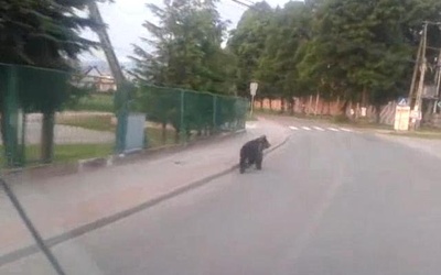 Miś biegał po ulicy k. Starego Sącza