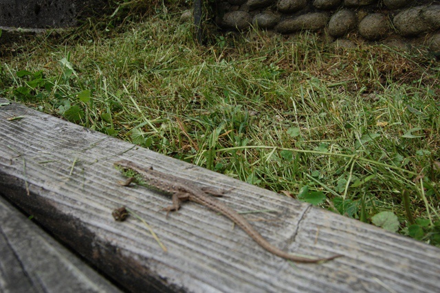 Spotkanie po latach na Kopiej Górce