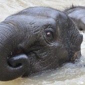 Wiesz, że słonie potrafią pływać?