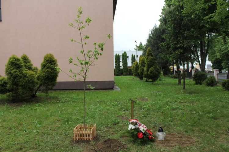 Dąb Pamięci st. post. Józefa Szarka w Oświęcimiu