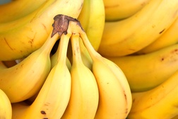 Banan GMO 