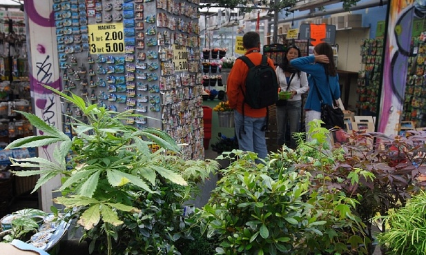 Marihuana do celów rekreacyjnych?