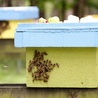 Spotkanie pszczelarzy na trutowisku "Murcki"
