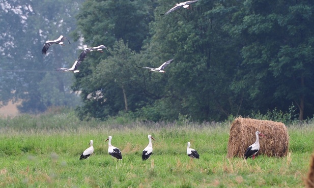 Niezwykły sejmik bocianów