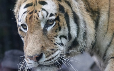 Już tylko 3 200 dzikich tygrysów na świecie