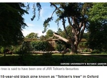 Zetną Drzewo Tolkiena