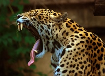 Jaguar grasuje w 40-tysięcznym mieście