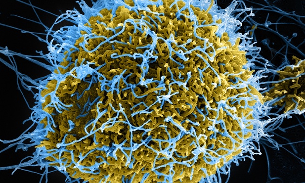 Skuteczna szczepionka na ebolę