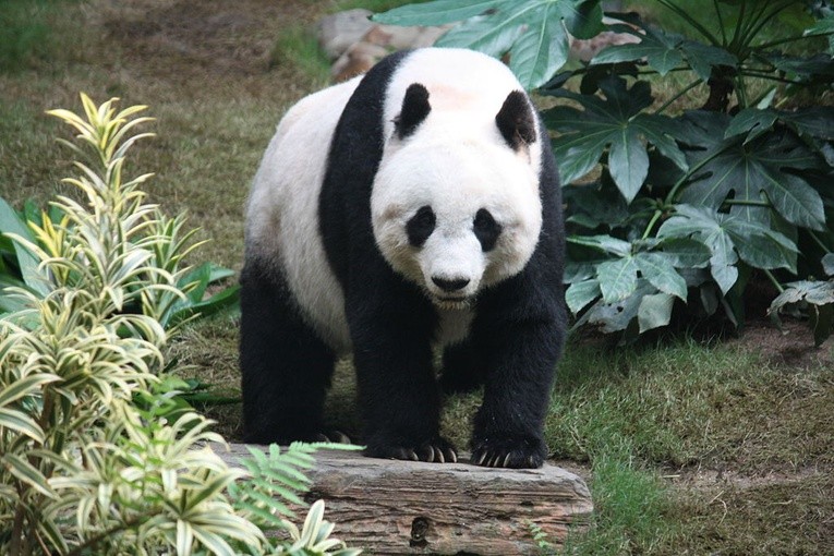 Panda urodziła trojaczki