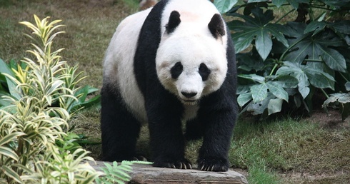 Panda urodziła trojaczki
