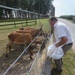  Jelenie podeszły na małą przekąskę