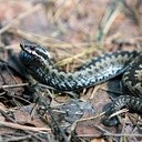 Żmija czatuje nieruchomo w zaroślach lub powoli przeczesuje terytorium.  W lokalizowaniu zdobyczy pomagają jej dobry wzrok i węch zlokalizowany na rozdwojonym języku,  który wysuwa, by zbadać otoczenie