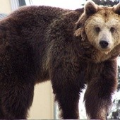 Niedźwiedź buszuje na Magurce