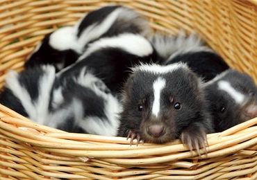 Skunksy są hodowane w prywatnych hodowlach. Słodkie zwierzaki coraz częściej są oryginalnymi domowymi pupilami. Bez swoich gruczołów są zupełnie bezpieczne